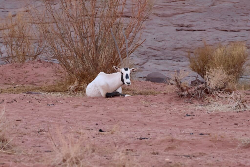 saoedi arabië 2025 11 05 (163)